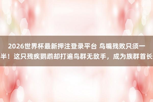2026世界杯最新押注登录平台 鸟嘴残败只须一半！这只残疾鹦鹉却打遍鸟群无敌手，成为族群首长