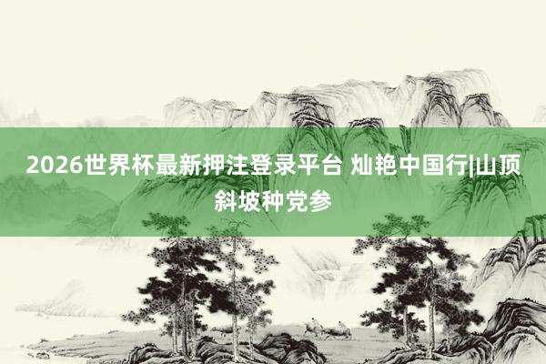 2026世界杯最新押注登录平台 灿艳中国行|山顶斜坡种党参